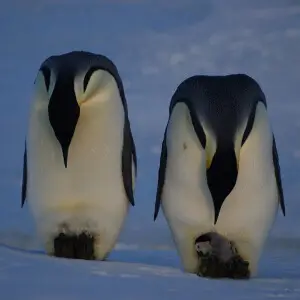 Emperor Penguin photo