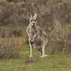 Red Kangaroo photo
