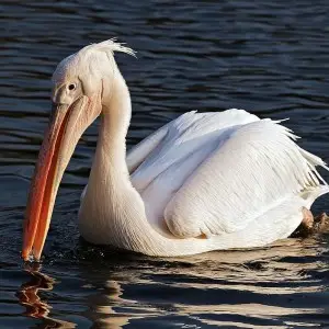 Great White Pelican photo