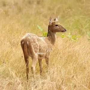 Axis Deer - Facts, Diet, Habitat & Pictures on 
