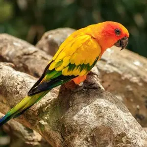 Sun Parakeet photo