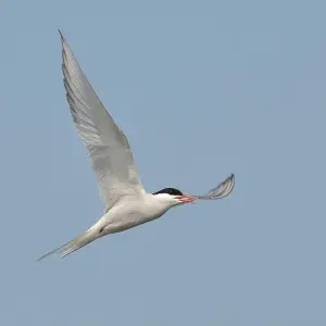 Arctic Tern photo