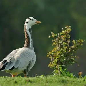 Bar-Headed Goose photo