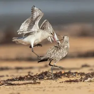 Bar-Tailed Godwit photo