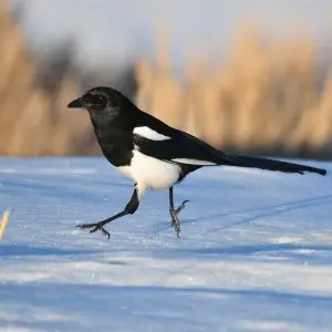 Black-Billed Magpie photo