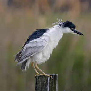 Black-crowned Night Heron photo