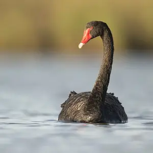 Black Swan photo