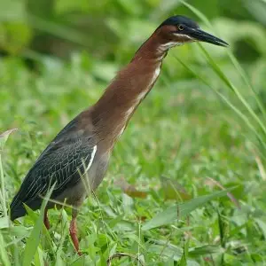 Green Heron photo