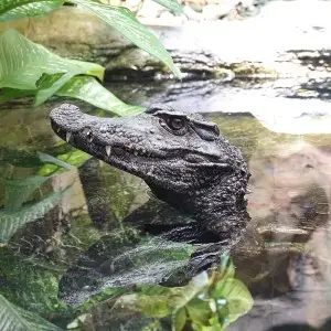 Smooth-Fronted Caiman photo