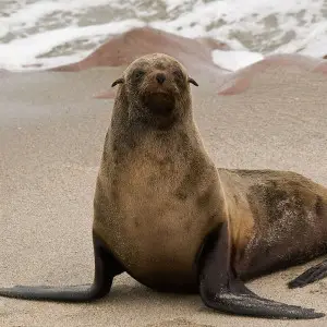 Australian Fur Seal photo