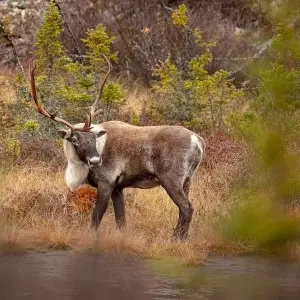 Reindeer photo