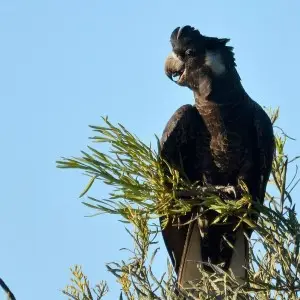 Carnaby's Black Cackatoo photo