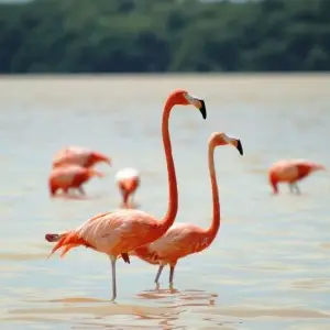American Flamingo photo