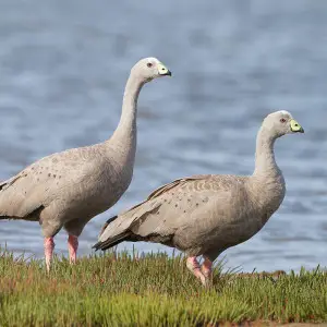Cape Barren Goose photo