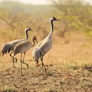 Common Crane photo