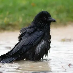 Carrion Crow photo