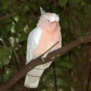 Major Mitchell's Cockatoo photo