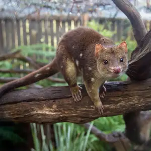 Tiger Quoll photo