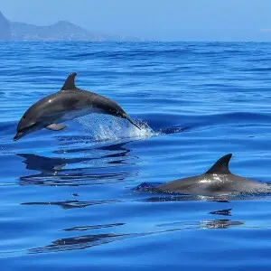 Common Bottlenose Dolphin photo