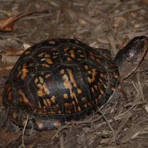 Eastern Box Turtle photo