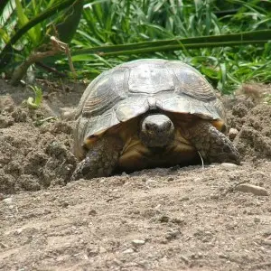 Marginated Tortoise photo