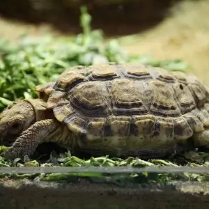 Speckled Tortoise photo