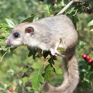 Edible Dormouse photo
