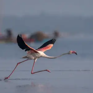 Greater Flamingo photo