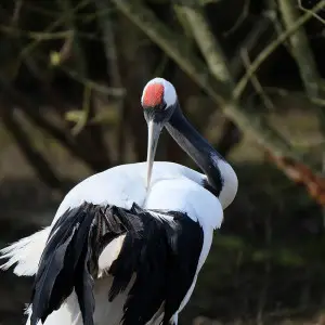 Red-Crowned Crane photo