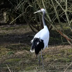 Red-Crowned Crane photo