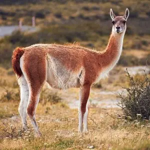 Guanaco photo