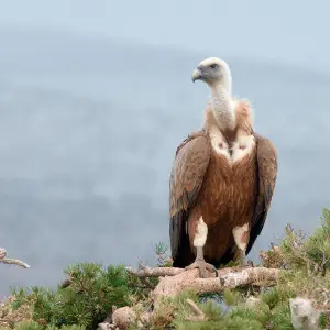 Griffon Vulture photo