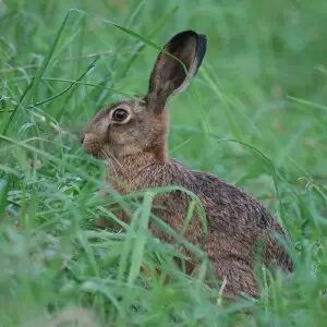 European Hare photo