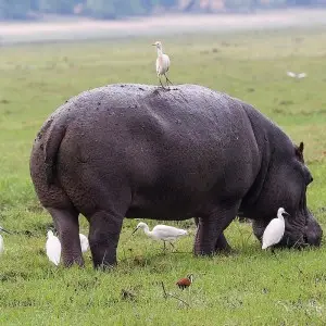 Common Hippo photo