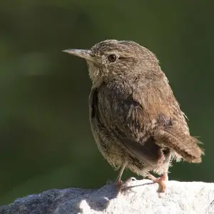 House Wren photo