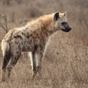 Spotted Hyena photo