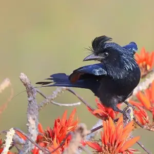 Greater Racket-Tailed Drongo photo