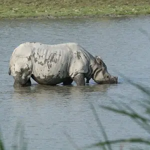 Indian Rhinoceros photo