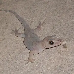 Tropical House Gecko photo