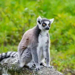 Ring-tailed Lemur photo
