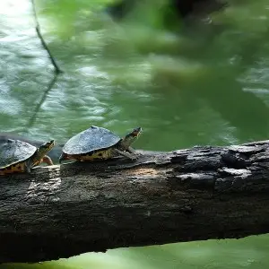 Indian Roofed Turtle photo