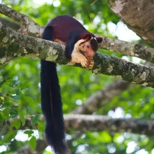 Indian Giant Squirrel photo