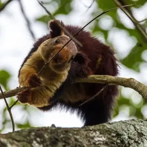 Indian Giant Squirrel photo