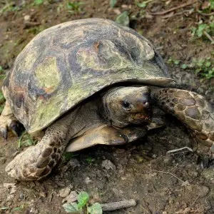 Asian Forest Tortoise photo