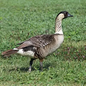 Hawaiian Goose photo