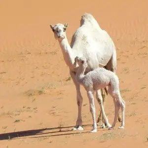 Dromedary Camel photo
