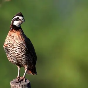 Northern Bobwhite photo