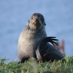 Northern Fur Seal photo