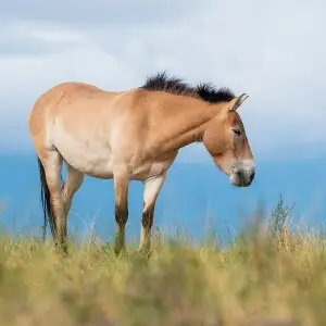 Przewalski's Horse photo