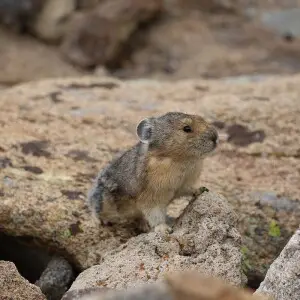 American Pika photo